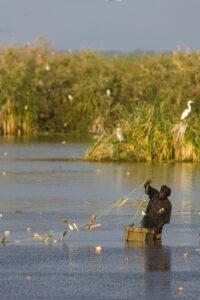 Pêcheur relevant ses filets. Ouvrage de Cheyal devant des aigrettes. Parc national du Diawling, Mauritanie, Afrique.